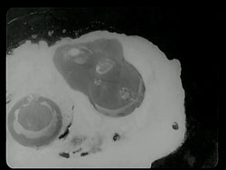 Kiarostami - Lumière